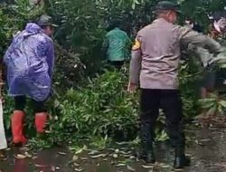Polsek Ciampea Bersama Instansi Terkait Tindak Cepet Tangani Tragedi Adanya Pohon Tumbang Menutup Jalan Raya