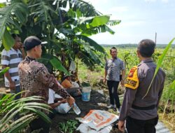Sampaikan Pesan Kamtibmas Pilkada Damai, Personil Polres Pelalawan Kunjungi Petani Dukung Swasembada Pangan Presiden Prabowo Subianto