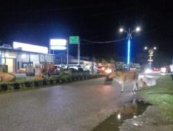 Jalan Raya Aceh Singkil Dipenuhi Ternak, Pengguna Jalan Resah
