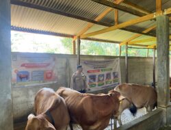 Bhabinkamtibmas Polsek Citeureup Desa Sukahati Giat Cooling System, Tinjau Lokasi Ketahanan Pangan Peternakan Hewan