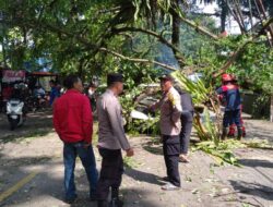 Polsek Ciawi Bersama Instansi Terkait Tangani Evakuasi Adanya Pohon Tumbang Di Jalan Raya Mayjen HE. Sukma Ciawi