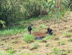 Polsek Tamansari Bersama Instansi Terkait Tindak Lanjut Hasil Akhir Disposal Benda Yang Diduga Menyerupai Granat Tangan Jenis HRN Di Ledakan