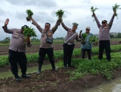 Panen Kangkung Perdana Ketahanan Pangan Polsek Neglasari