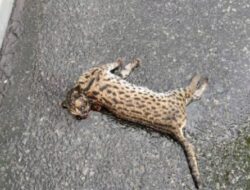 Macan Akar Korban Tabrak Lari di KM 78 Tol Dumai-Pekanbaru 