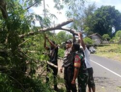 TNI-Polri Kolaborasi dengan Masyarakat Tangani Pohon Tumbang di Belega-Blahbatuh