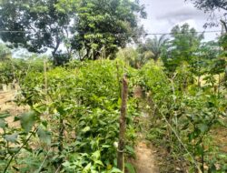 Polsek Rumbai Pesisir Dorong Masyarakat Menanam Pangan Bergizi di Lingkungan Rumah