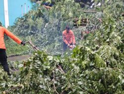 Waspada Pohon Tumbang: BPBD Ingatkan Pemangkasan Pohon di Kota Bogor
