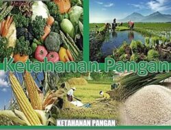 Diduga Ketahanan Pangan DD TA 2024, Desa Samar Dua Realisasinya Tidak Sesuai SOP