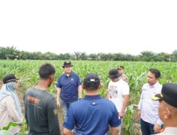 Dorong Implementasi Program Prioritas Presiden, Kapolda Riau Tinjau Dua Lahan Ketahanan Pangan di Kabupaten Kampar
