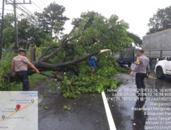Respon Cepat Cegah Kemacetan, Polsek Margorejo Evakuasi Pohon Tumbang Melintang di Jalan Pantura
