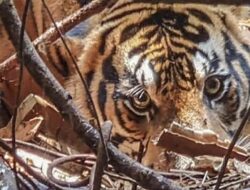 Hilangnya Habitat Satwa di Riau, Ancaman Nyata dari Deforestasi