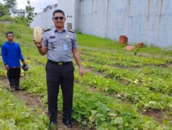Mewujudkan Ketahanan Pangan dan Keterampilan, Lapas Cilegon Panen Timun Suri