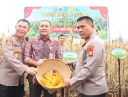 Polda Metro Jaya Panen Jagung di Bantaran Kali Ciliwung Tanah Abang, Jakarta Pusat
