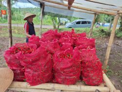 Zona Bakamla Tengah Panen Cabai 1,3 Ton dalam Program Ketahanan Pangan Nasional