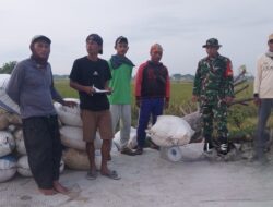 Babinsa Babelan Kawal Penyerapan Gabah, 10 Ton Padi Ciherang Terserap BULOG