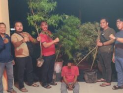 Polisi Temukan Tanaman Ganja di Rumah Warga Siak Hulu