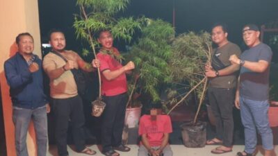 Polisi Temukan Tanaman Ganja di Rumah Warga Siak Hulu