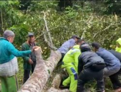 Gerak Cepat, Sat Samapta Polres Kampar Evakuasi Pohon Tumbang di Jalan Petapahan-Bangkinang
