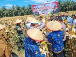 Kapolres Kampar Panen Raya Jagung: Sukses Program Ketahanan Pangan dan Wujudkan Kampar Sejahtera