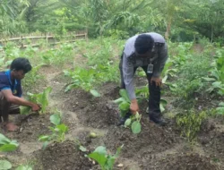 Petik Sawi, Petik Peluang! Warga Binaan Lapas Cilegon Terus Berkarya