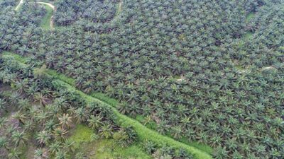 LAM Riau Dukung Penegakan Hukum Bagi Perambah Hutan di TNTN