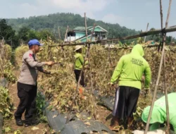 ‎Bhabinkamtibmas Dampingi Poktan Turus Tani Cibadak Benahi Lahan Pasca Pane Timun