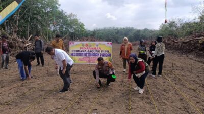 Polres Kuansing Dukung Program Ketahanan Pangan Lewat Penanaman Jagung Pipil di Dua Kecamatan