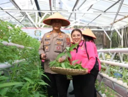Dukung Ketahanan Pangan, Kapolda Kalteng Bersama Bhayangkari Panen Sayur di Lahan Pekarangan Pangan Lestari