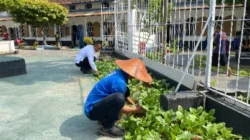 Lahan Terbatas Bukan Halangan, Rutan Surakarta Buktikan Dukungan pada Program Ketahanan Pangan