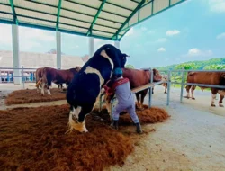 Dari Limbah Sabut Kelapa ke Alas Kandang Higienis, Kolaborasi Lapas Tulungagung dan Balai Besar Inseminasi Buatan (BBIB) Singosari Mendorong Kemandirian