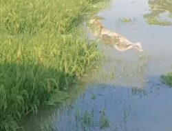 Ratusan Hektar Sawah di Kroya Cilacap Terendam Banjir Akibat Kali Tipar Lebih Tinggi dari Lahan Warga, Petani Desak Normalisasi Segera!