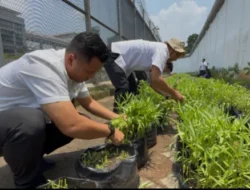 Dukung Program Ketahanan Pangan Nasional, Rutan Depok Panen Kangkung dan Terong