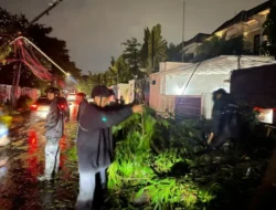 Brimob Polda Metro Jaya Sigap Evakuasi Pohon Tumbang di Kebayoran Baru, Arus Lalu Lintas Kembali Lancar