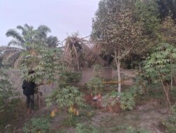 Korban Dikubur Terbungkus Terpal, Polres Siak dan Polsek Tualang Buru Pelaku Pembunuhan Misterius