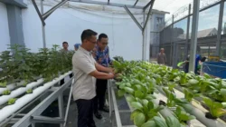 Budidaya Cerdas di Lahan Terbatas, Kalapas Gunung Sindur Pimpin Panen Hidroponik Sayuran Sehat Hasil Warga Binaan