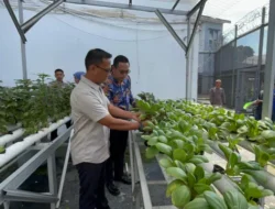 Budidaya Cerdas di Lahan Terbatas, Kalapas Gunung Sindur Pimpin Panen Hidroponik Sayuran Sehat Hasil Warga Binaan