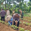 Bhabinkamtibmas dan Babinsa Tanam Jagung di Dramaga, Dukung Ketahanan Pangan Asta Cita Presiden Prabowo
