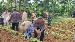 Bhabinkamtibmas dan Babinsa Tanam Jagung di Dramaga, Dukung Ketahanan Pangan Asta Cita Presiden Prabowo