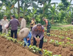 Bhabinkamtibmas dan Babinsa Tanam Jagung di Dramaga, Dukung Ketahanan Pangan Asta Cita Presiden Prabowo