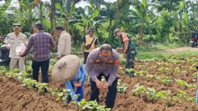Bhabinkamtibmas dan Babinsa Tanam Jagung di Dramaga, Dukung Ketahanan Pangan Asta Cita Presiden Prabowo