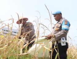 Dukung Ketahanan Pangan Nasional, Polres Dumai Gelar Panen Jagung Pipil