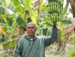 Reforma Agraria Ubah Pola Pikir Warga Desa Baumata di Kabupaten Kupang, Hasilkan Peningkatan Penghasilan Petani