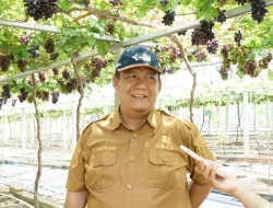 Jadi Kawasan Agrowisata Favorit Kota Palu, Kebun Anggur Duyu Bangkit Bukti Kerja GTRA
