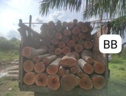 2 Pelaku Diamankan, Polsek Langgam Berhasil Mengungkap Kasus Illegal Logging di Jalan Lintas Timur KM 24