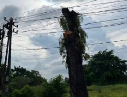 Penebangan Mahoni di Sejumlah Jalan Utama Medan Jadi Sorotan, Direktur Eksekutif Polri Watch H Salum SH Tegaskan Sanksi Berat: Selamatkan Paru-Paru Kota