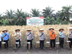 Wujudkan Swasembada Pangan, Polda Riau Panen Raya Jagung Serentak di Kampar