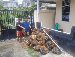 2 Pencuri 50 Tandan Sawit Ditangkap di Tualang, 3 DPO