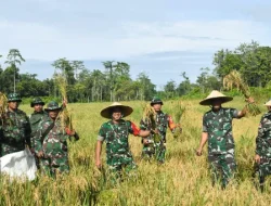 Program Ketahanan Pangan, Kodim 1710/Mimika Panen Padi Perdana