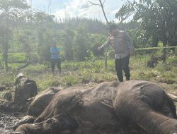 Anak Gajah Ditemukan Mati di Tesso Nilo, Kapolda Riau Turun ke Lokasi