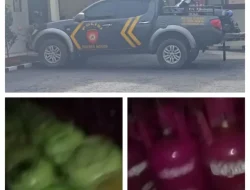 Oplos LPG Subsidi di Bogor: Jejak Kejahatan Energi yang Menggerogoti Uang Negara